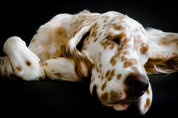 Chien tacheté dort sur le canapé