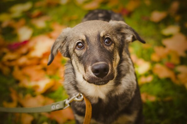 Chien dans le parc à l automne