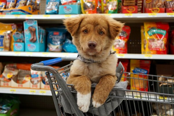 Je suis allé au magasin pour des friandises.