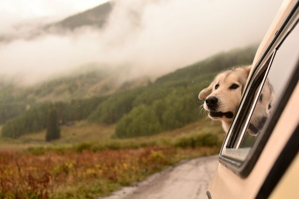 Sabachka est emmené pour une promenade