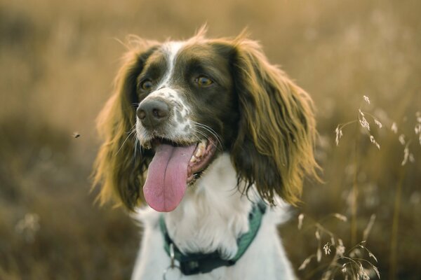 Le chien est le meilleur ami de l homme