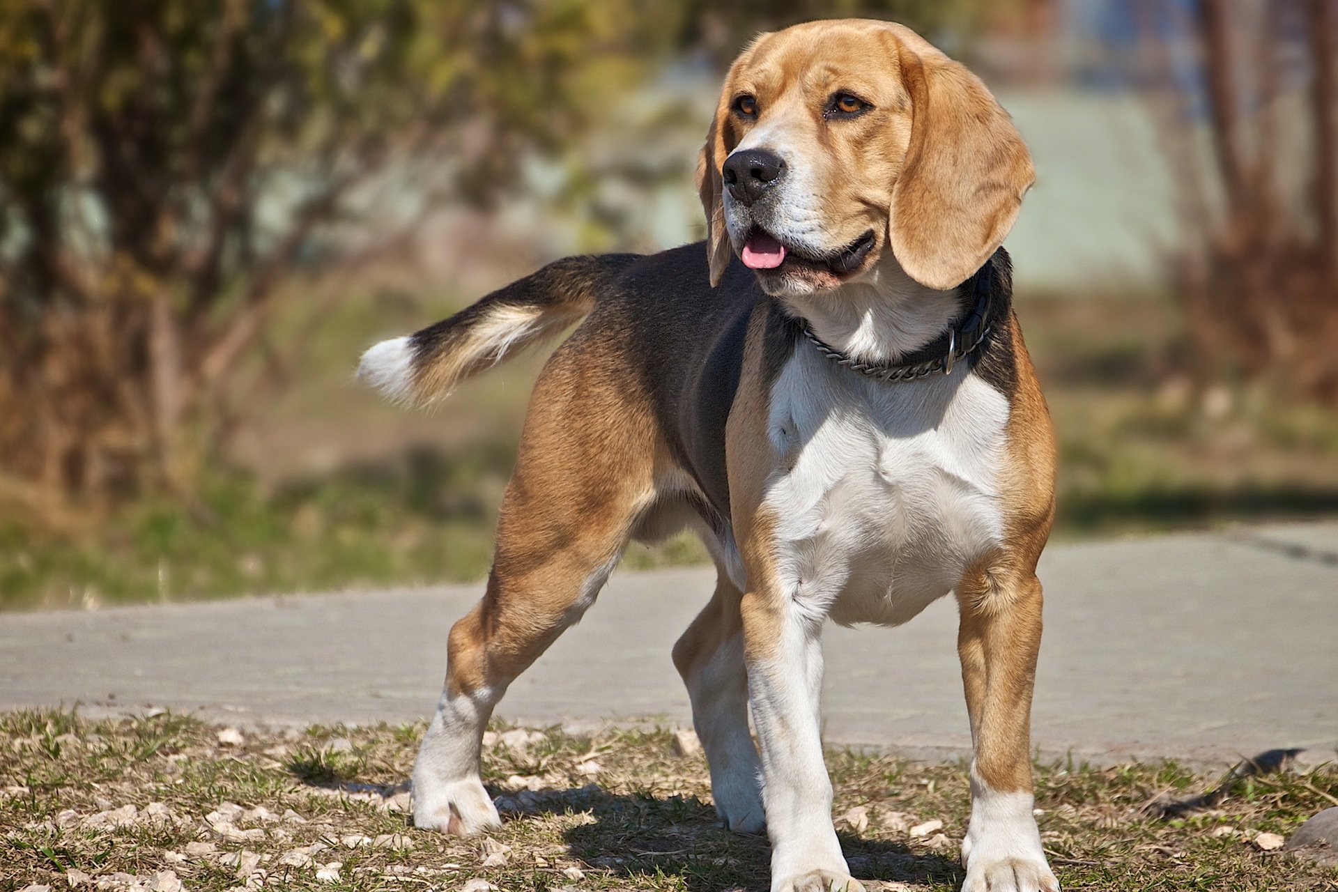 chien regard beagle