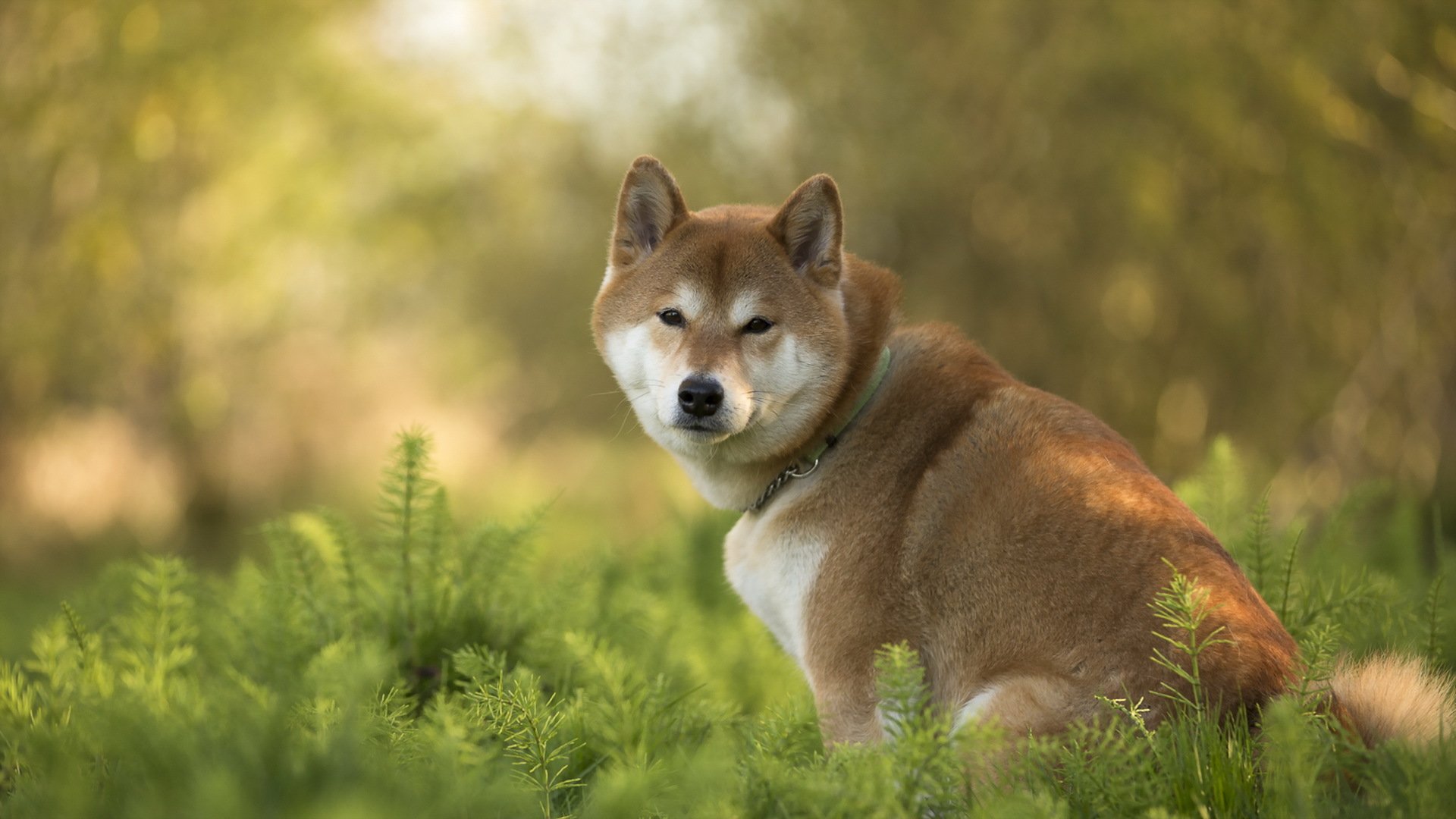 chien regard ami