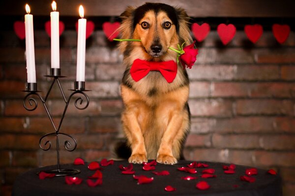 Romance et chien avec une rose dans les dents