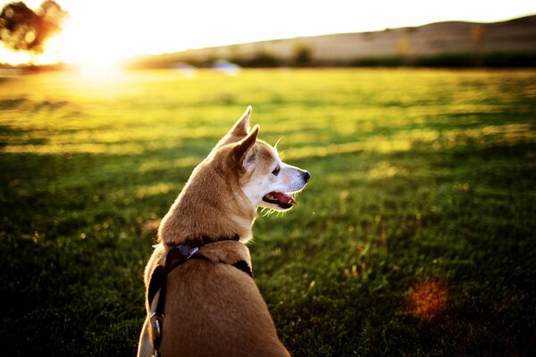 Sur le fond du coucher du soleil, un chien qui marche