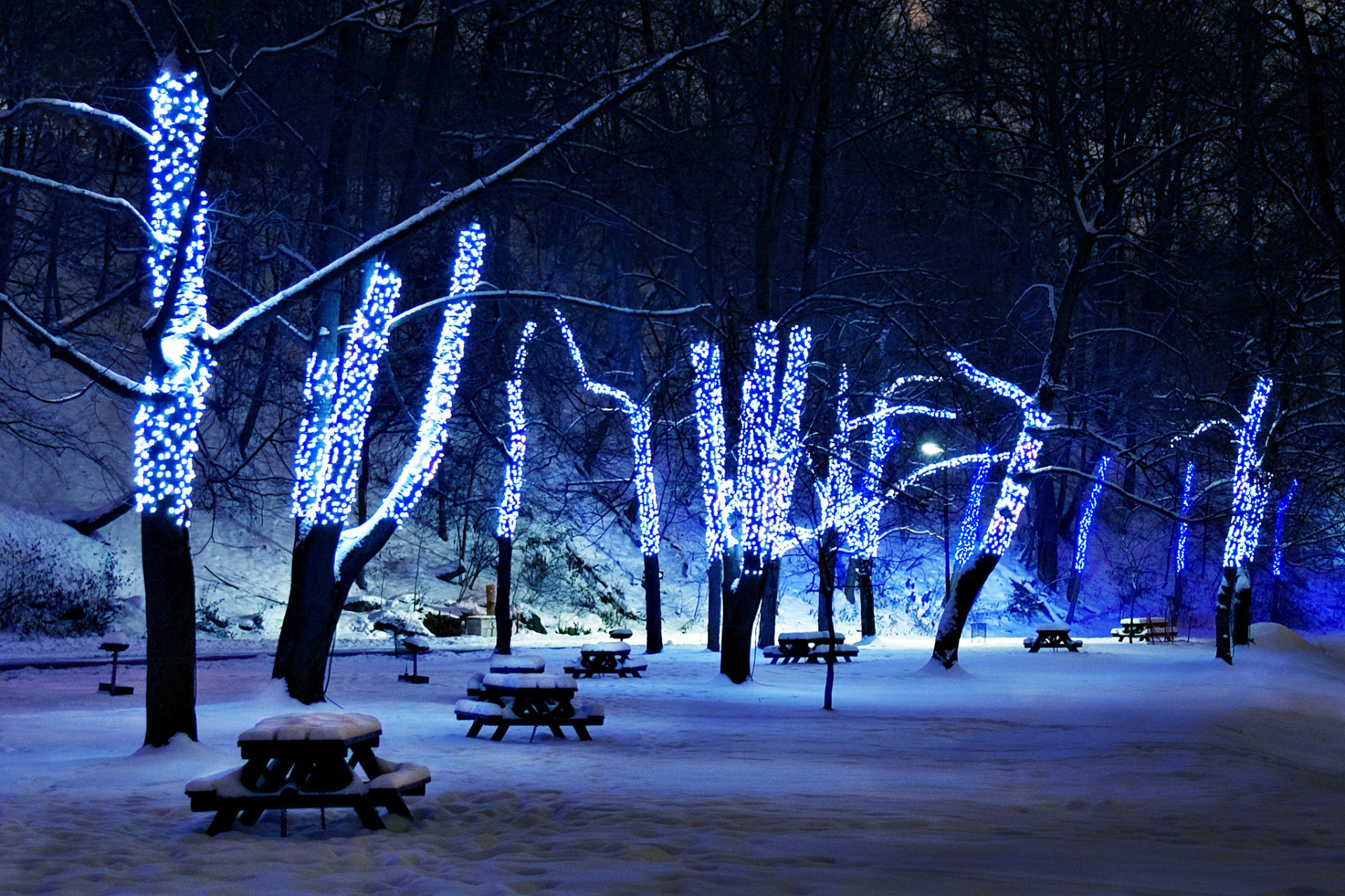 neige arbres illuminations