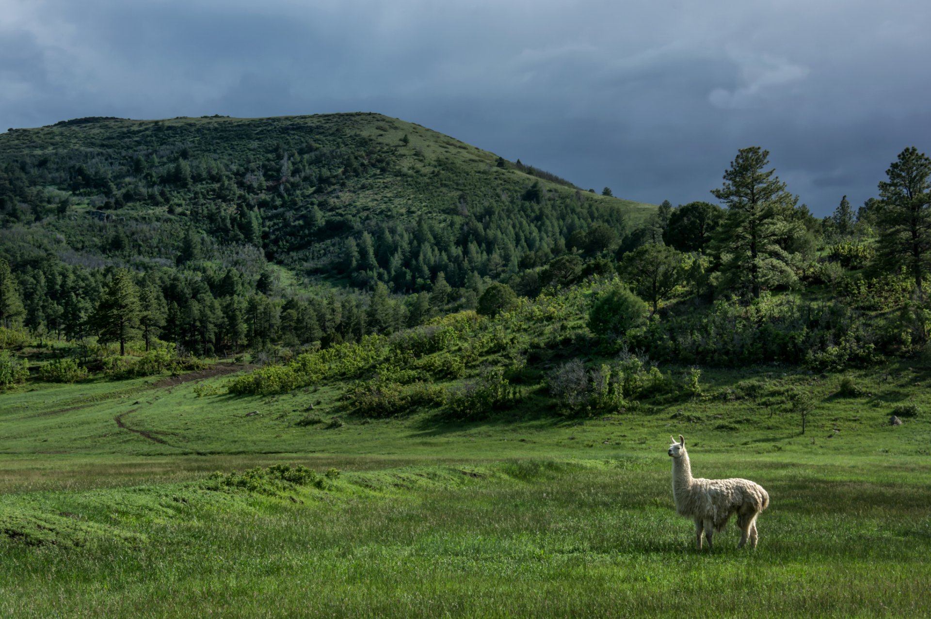 nouveau-mexique états-unis collines arbres lama prairie