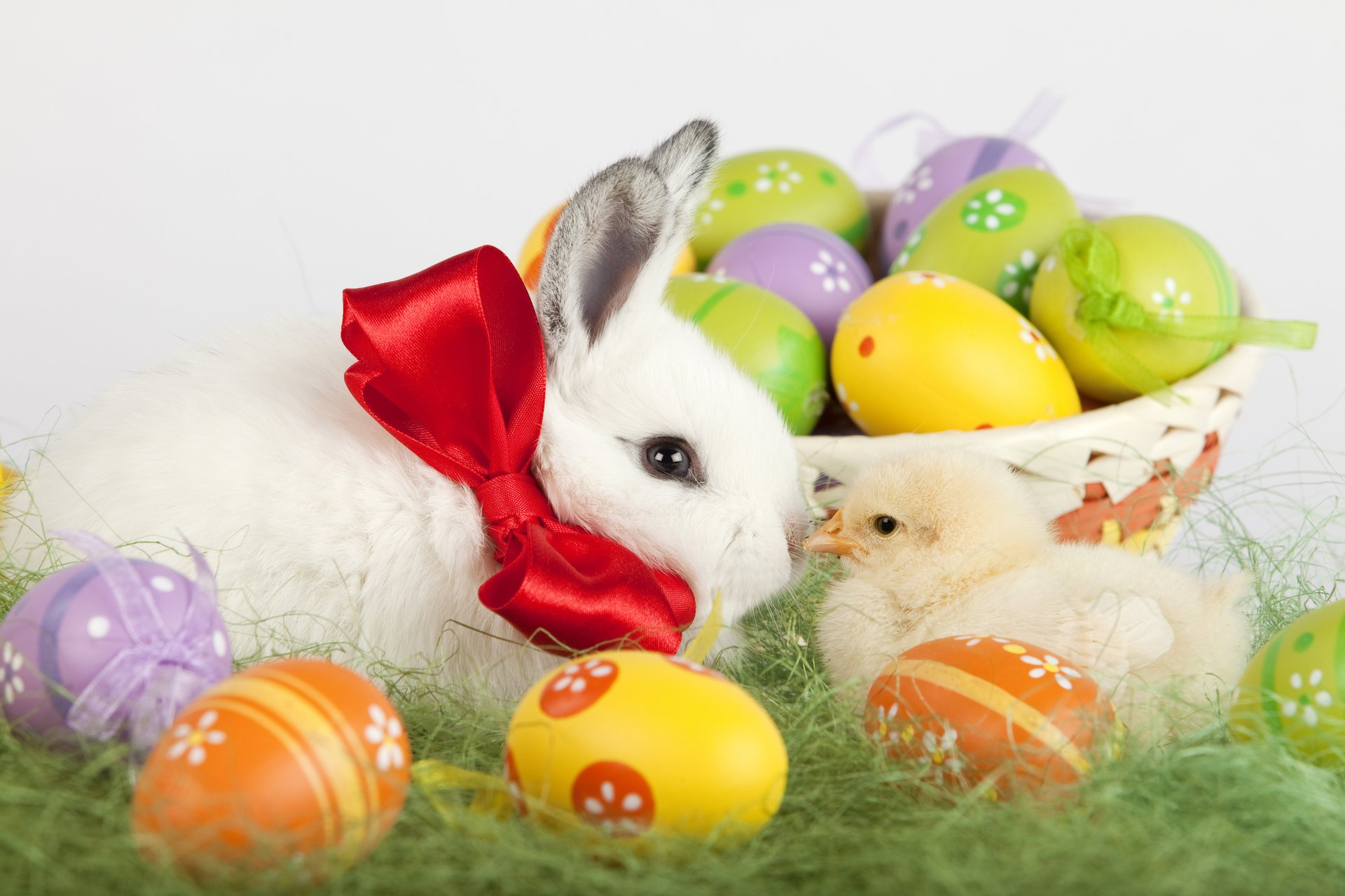 vacances pâques herbe lapin poulet panier oeufs colorés