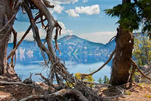 Vieux arbres au bord du lac
