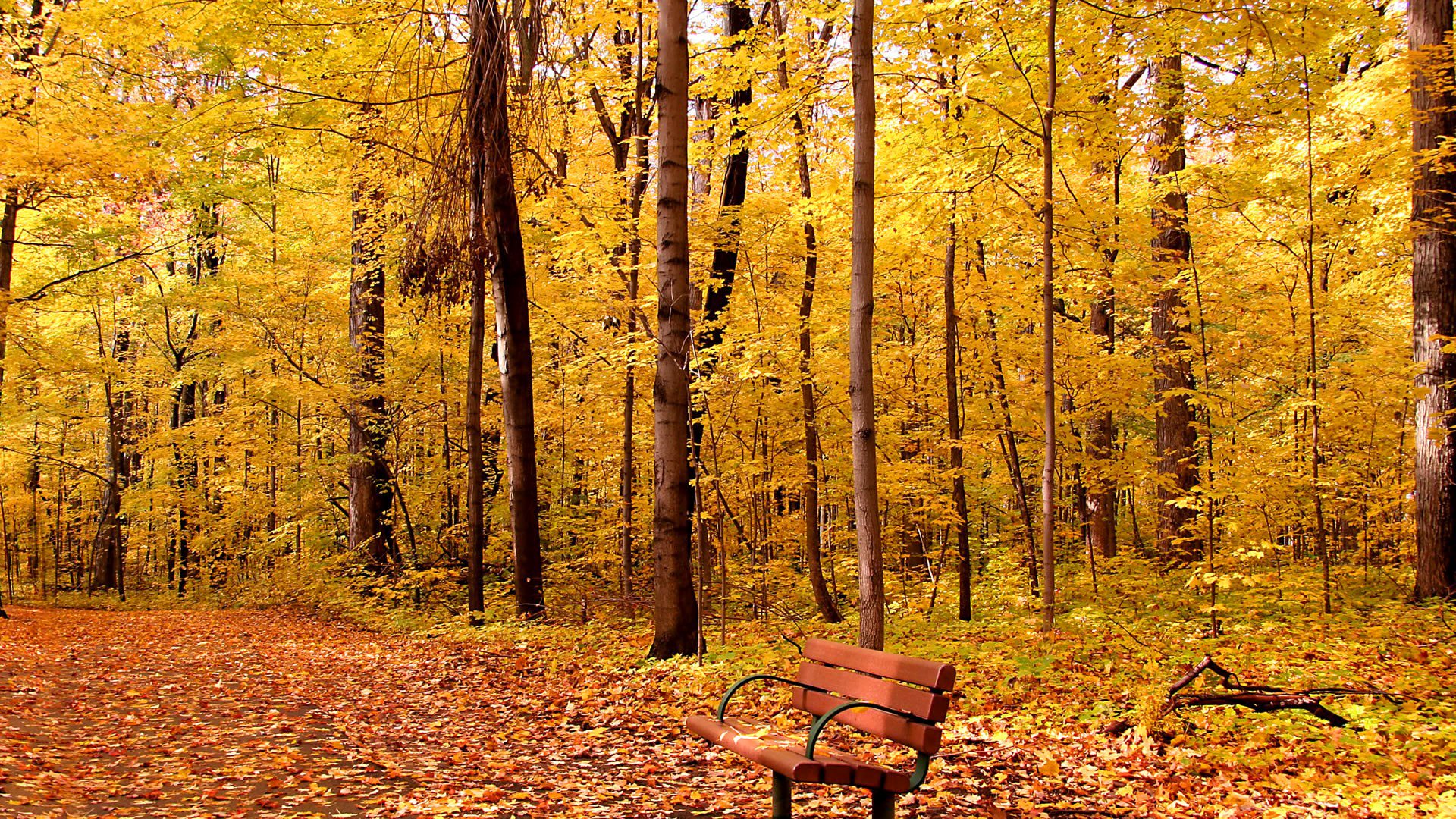 parc allée banc arbres feuillage automne feuilles