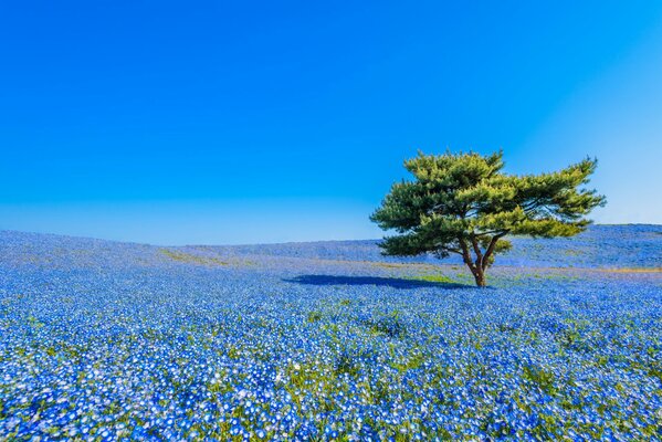 Champ japonais de fleurs bleues