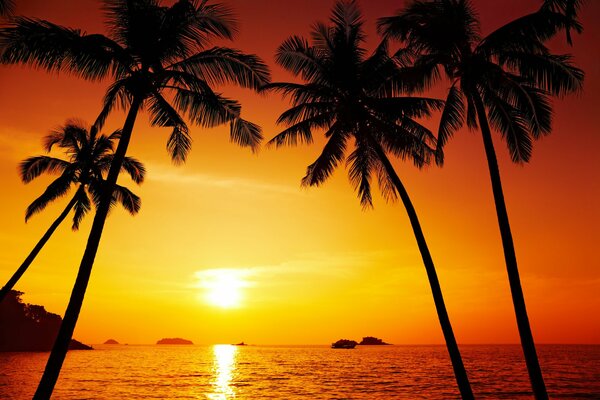 Palmiers et la mer au coucher du soleil Thaïlande