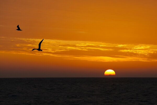 Coucher du soleil. Aube. Nature. Volatile