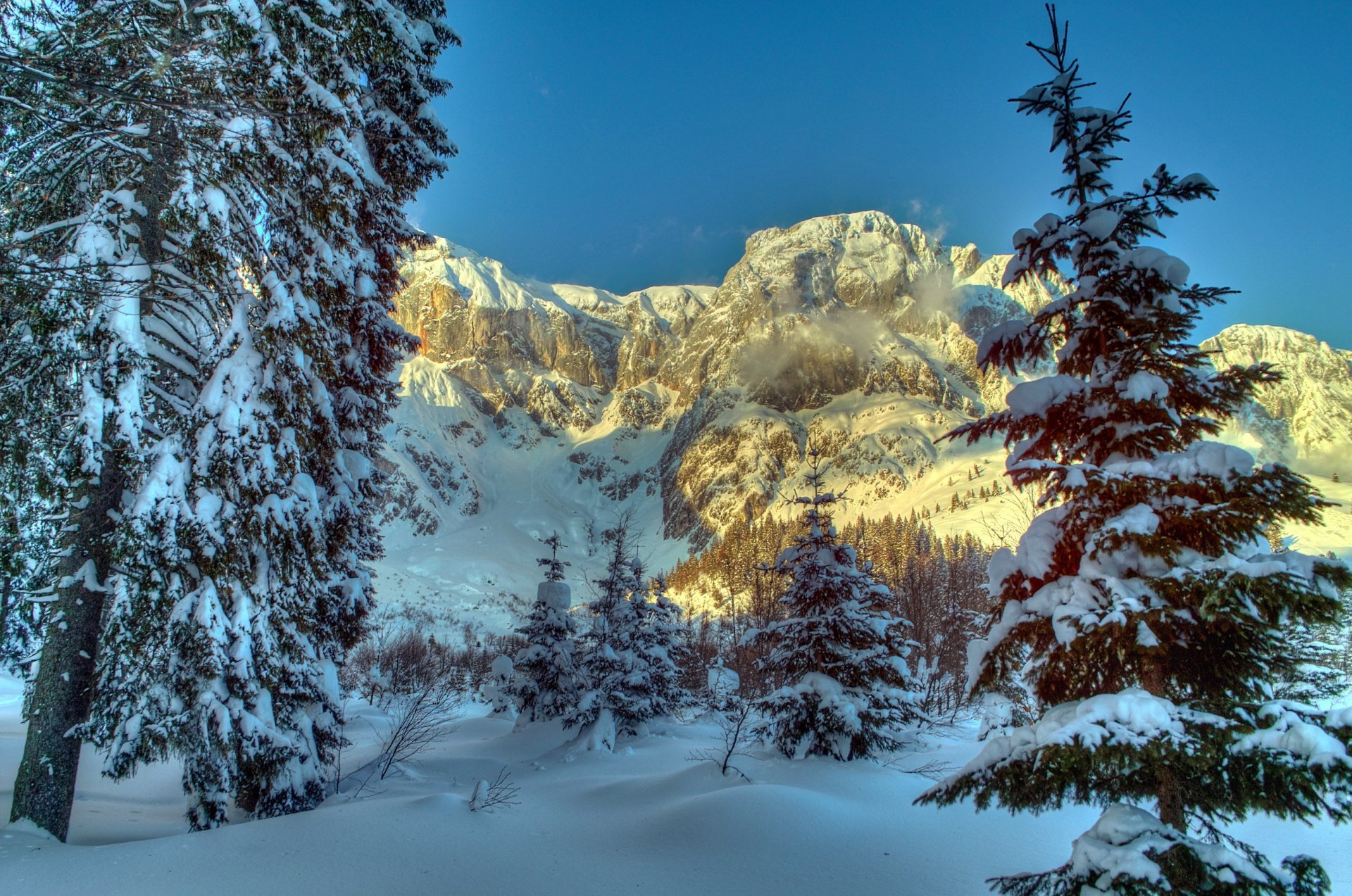 hiver montagnes autriche neige arbres épinette alpes nature
