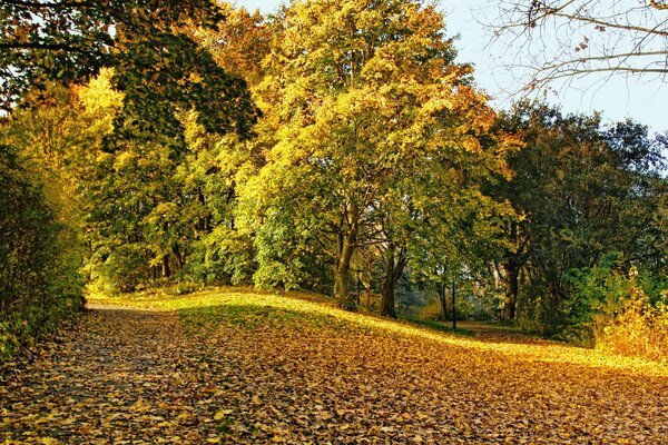 Parc d automne parsemé de feuilles mortes