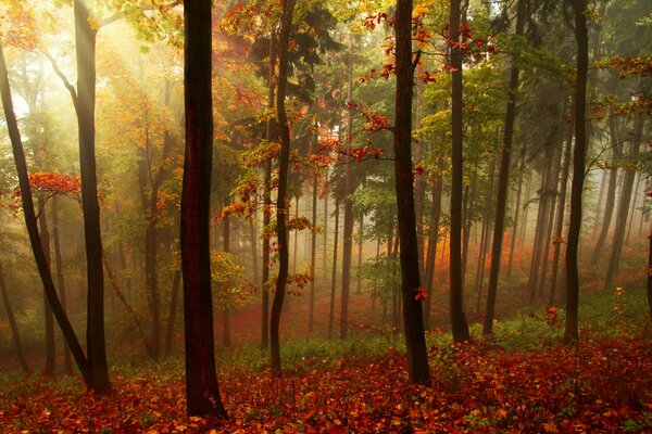 Forêt d automne dans les rares rayons du soleil qui traverse le fourré