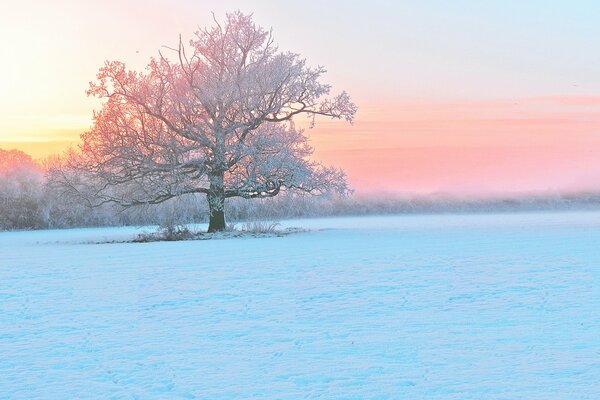 Arbres recouverts de givre en hiver