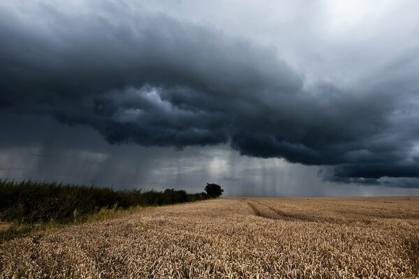 Nuages gris sur le champ avec des épis