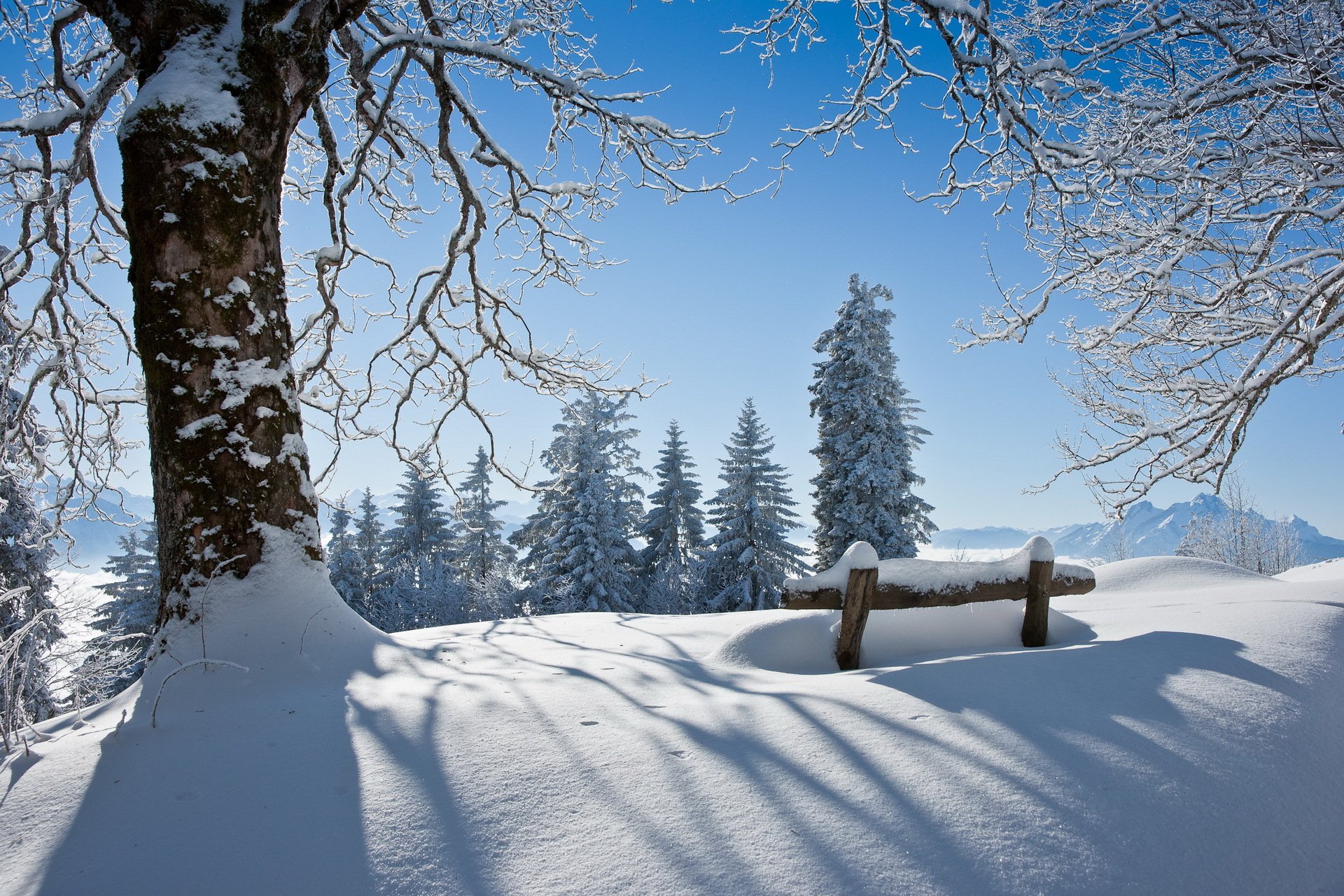 hiver arbre banc neige paysage beauté