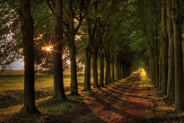 La route entre les arbres est éclairée par le soleil