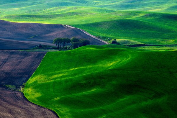 Herbe sur le terrain comme un tapis au printemps