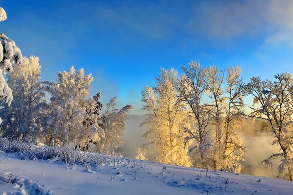Paysage d hiver avec des buissons dans le givre
