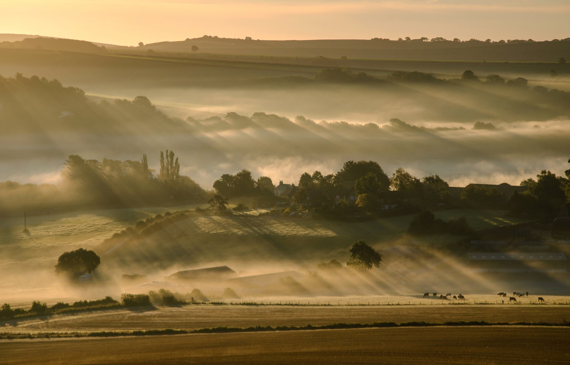 ciel matin collines brouillard champ arbres