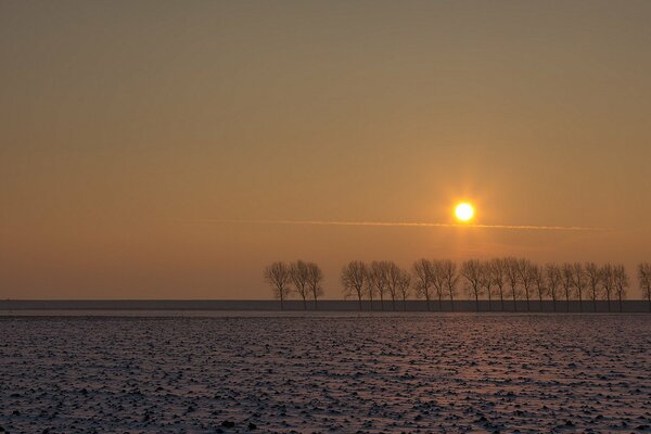 Arbres lointains dans le champ au coucher du soleil