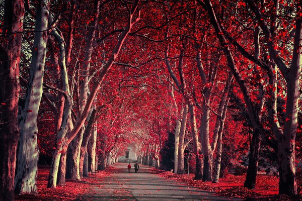 Automne pourpre dans le parc