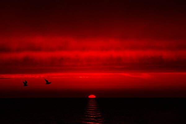 Paysage rouge vif et les oiseaux