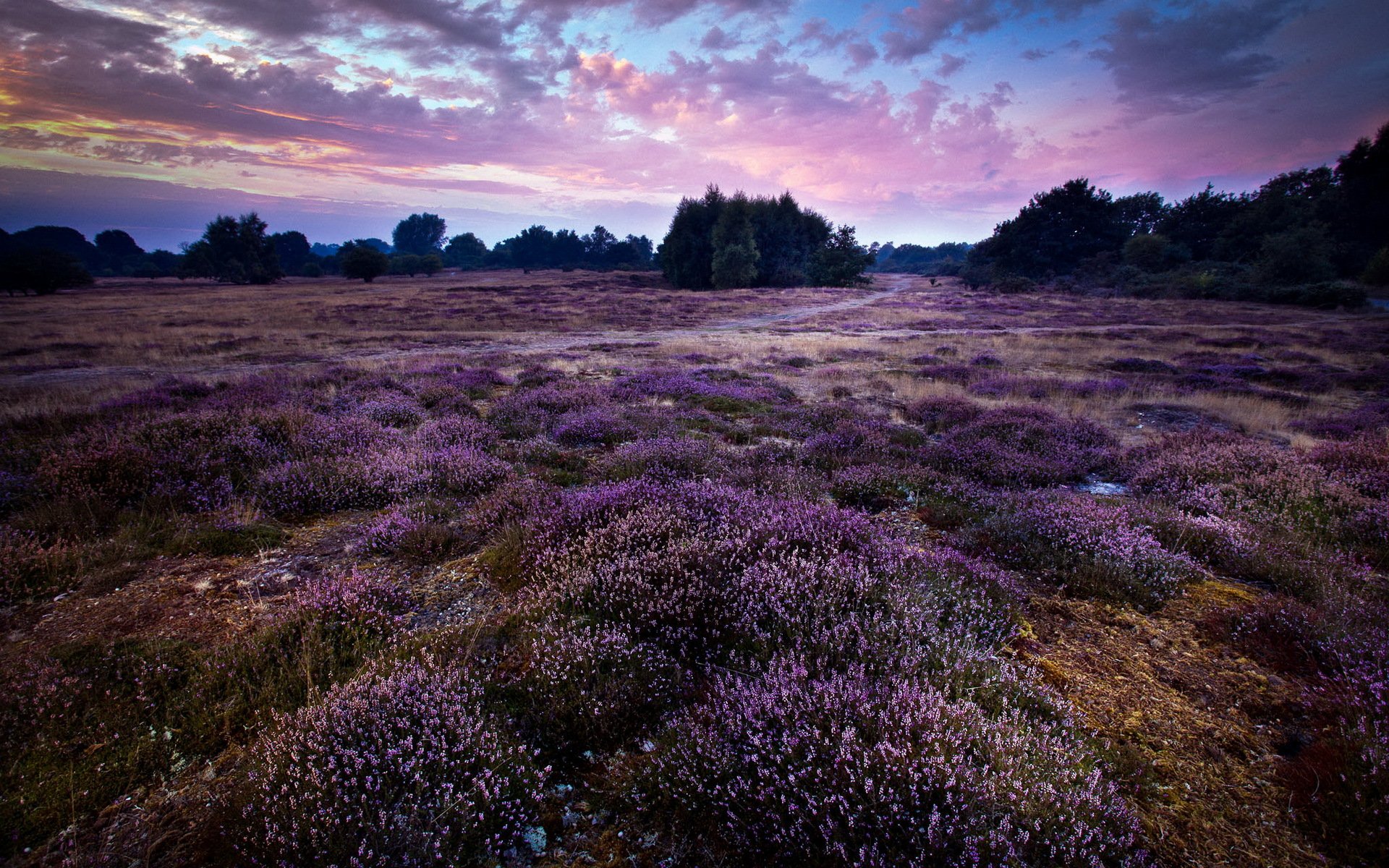 violet paysage angleterre gb