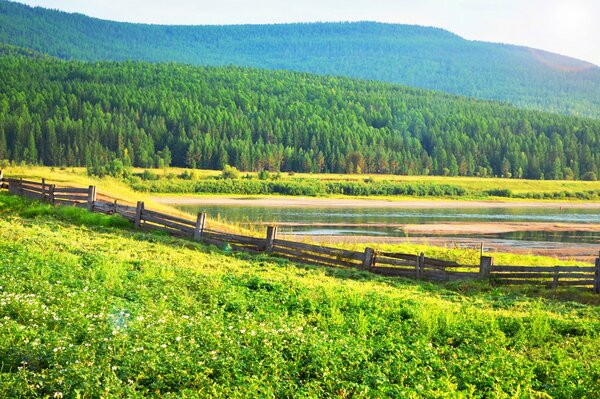 Paysage rustique. Pommes de terre en fleurs. Clôture en bois près de la rivière