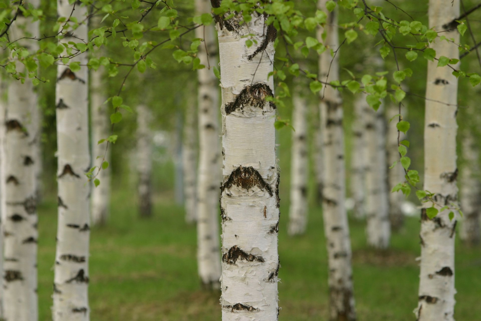 bosquet forêt