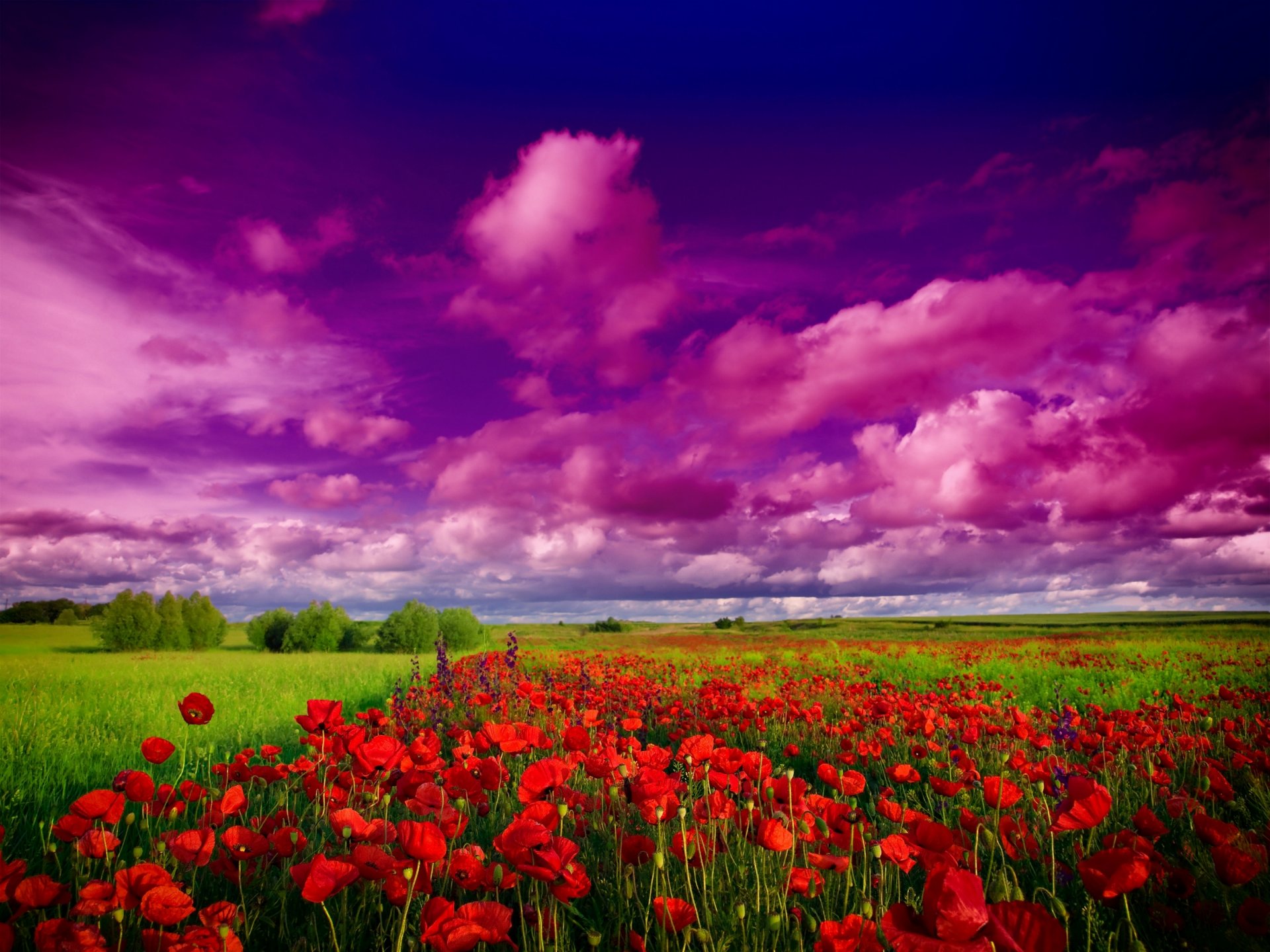 nature ciel nuages champ arbres fleurs coquelicots fleurs sauvages