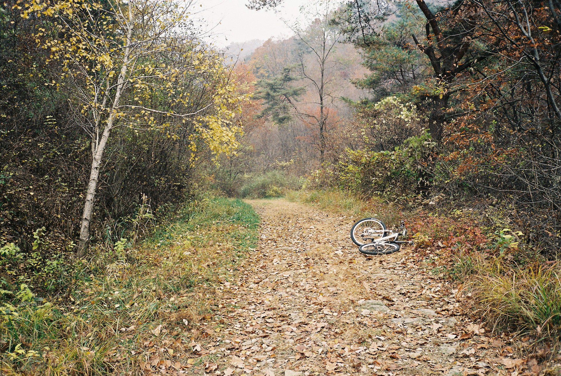 automne forêt arbres brouillard passerelle vélo