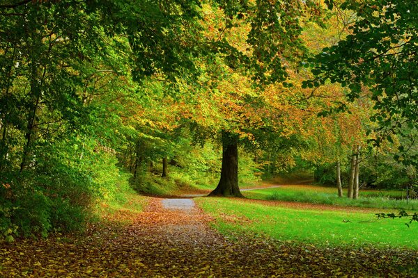 Arbres et feuillage en automne
