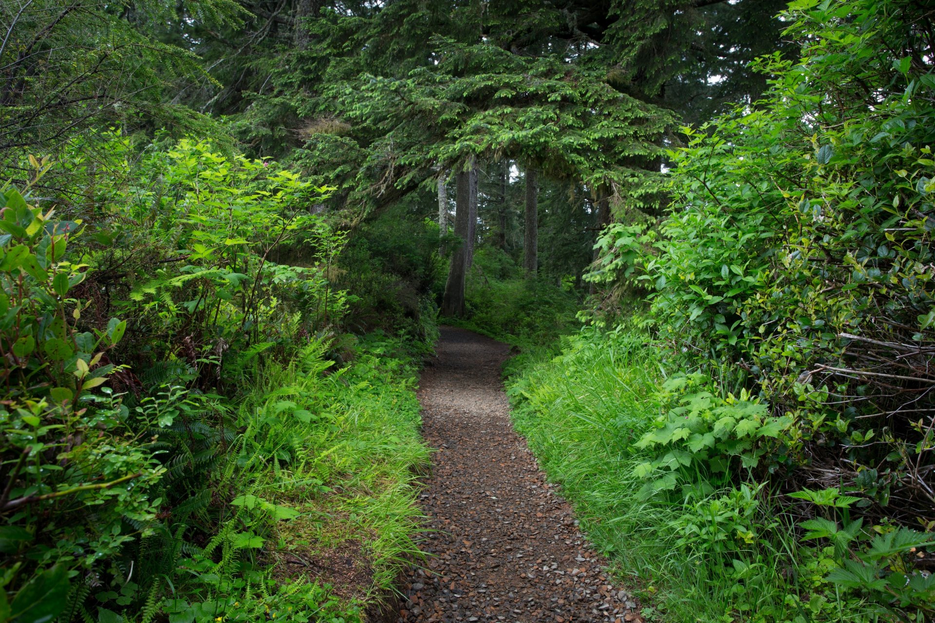 forêt arbres feuillage verdure passerelle sentier