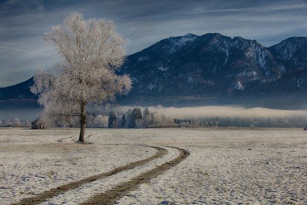 Arbres en hiver en Allemagne Bavière