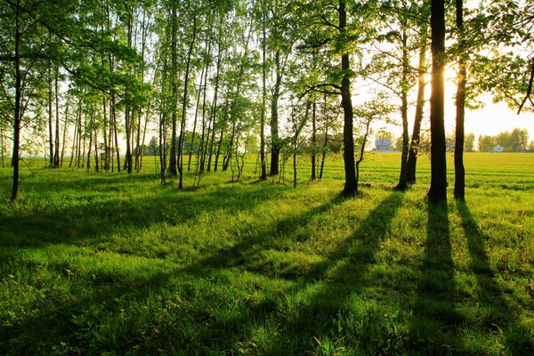 Été ensoleillé dans la forêt verte