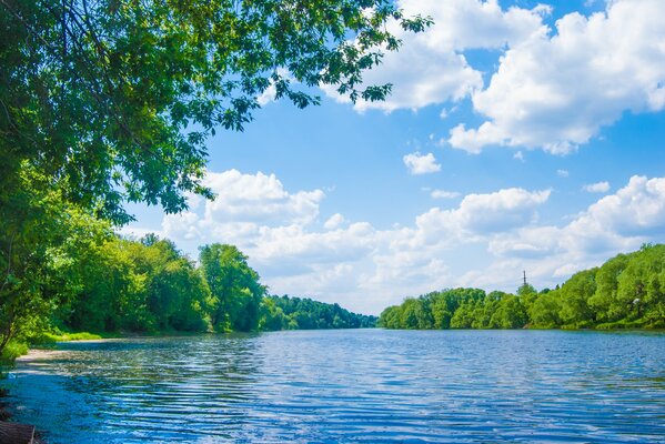 Arbres verts. Beau paysage fluvial