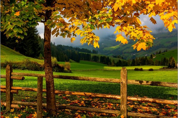 Arbre avec des feuilles jaunies près de la clôture
