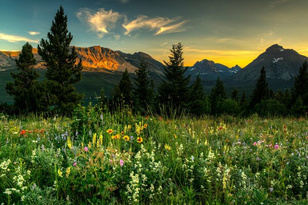 Clairière de fleurs et paysage de montagne